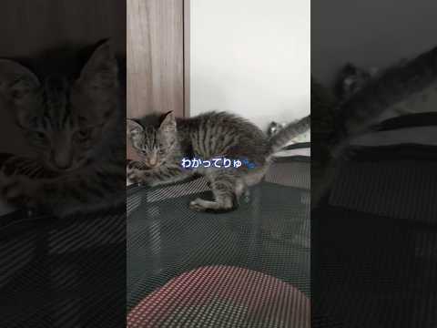 わかってる子猫　#猫のいる暮らし #cutecat #子猫#保護猫 #cat