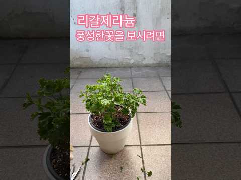 리갈제라늄 풍성한꽃을 보시려면 #shorts