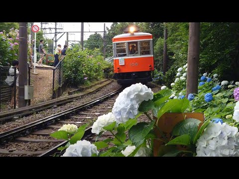 「あじさい電車」箱根登山鉄道 20240625 箱根湯本〜大平台〜強羅