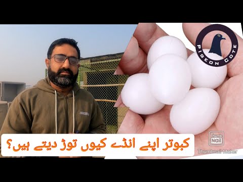 Kabooter Apne Ande Kiu Tor Daity Hai | Lose Shell Egg Treatment | Waleed Loft | Pigeon Cote