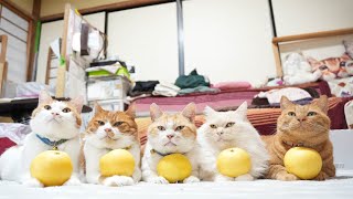 二十世紀梨　のせ猫　241104