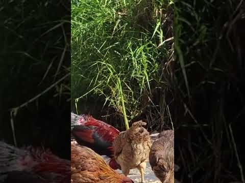 Learn Chicken Part 2 #shorts #animals