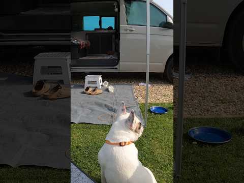 VW California Ocean Summer dog days #vwcaliforniaocean #campervan #dog