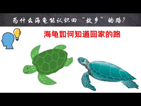 为什么海龟能认识回“故乡”的路？｜#短视频 #小知识 #能量灯 #为什么