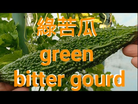 綠苦瓜 green bitter gourd