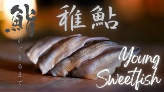 鮨ができるまで「稚鮎」Sushi Prep by chef "Young Sweetfish" #3