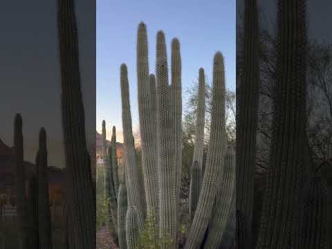 Experience the Sonoran Desert’s Most Enchanting Garden