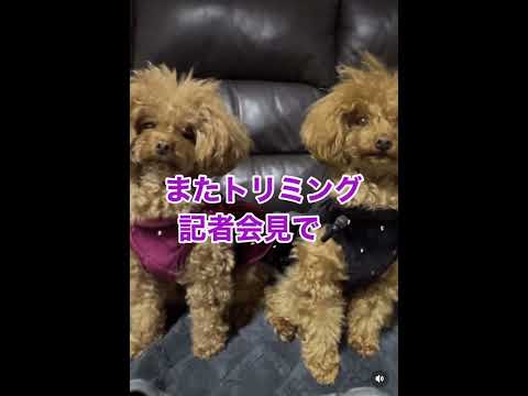 ボサボサです😇#トイプードル #トリミング #犬 #ティーカッププードル #多頭飼い #dog