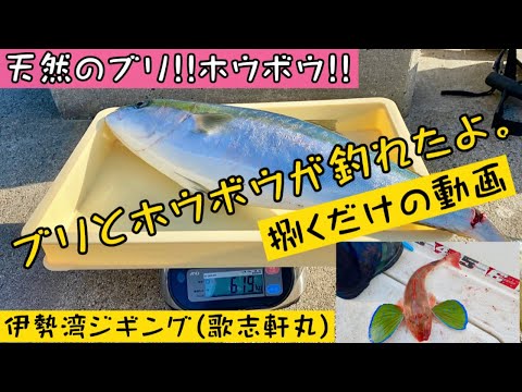 伊勢湾ジギングで釣れたブリを初めて捌いた末路