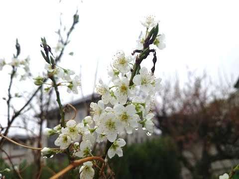 我が家の庭に咲いた、ど根性サクラ