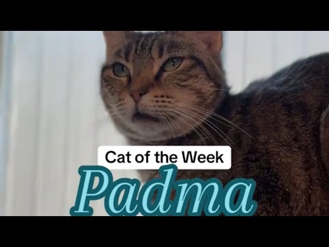 Cat of the Week ~ Padma