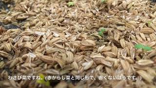 芽を出した葉物野菜