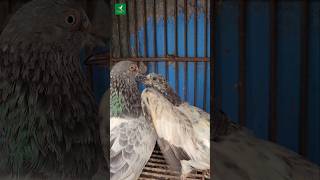 Pigeon baby feeding | #kabootar #ytshorts #pigeon #shorts