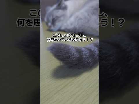 のんびり・ワガママ「イタチ」😺何を思う？！？#shorts