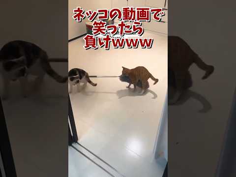 ネッコの動画で笑ったら寝ろｗｗｗ　#2ch #2ch動物スレ #2ch面白いスレ #動物 #犬 #猫 #癒やし #ねこ #2chほのぼの #ネコ