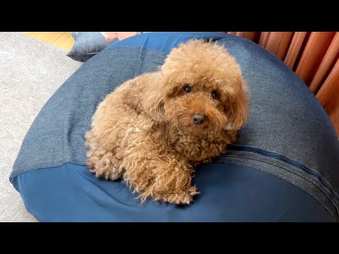 おやつを持ってる時"のみ"飼い主のことを好きになる犬。【トイプードル】