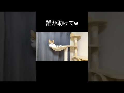 おっさんみたいな座り方で飼い主を監視する猫 #shorts