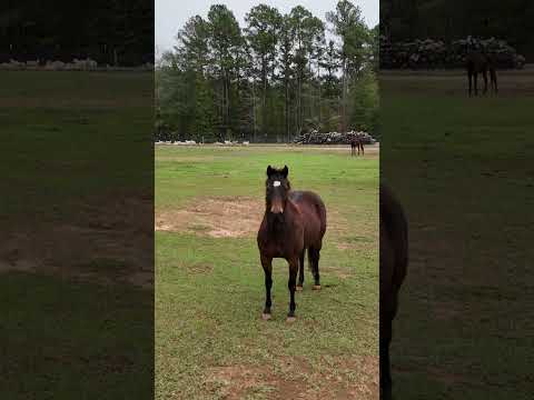 Quarter Horse Lawn Mowers