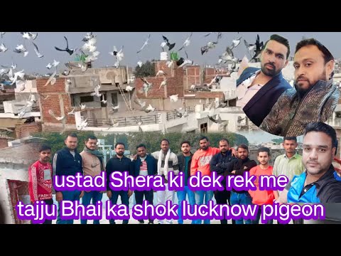 ustad Shera ki dek rek me tajju Bhai ka shok lucknow pigeon