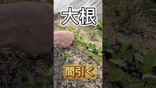 大きいダイコンを育てる　#大根栽培