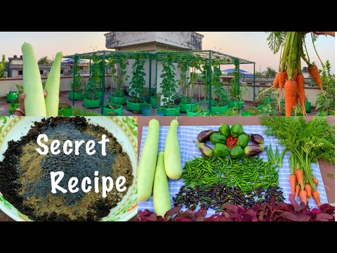 Best Organic Mixed Fertilizer Recipe For Plants