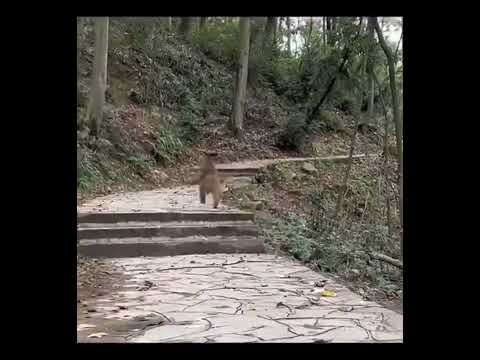 Monkey Running Like a Human?! Funniest Thing You’ll See Today! #funny #unexpectedlaughs