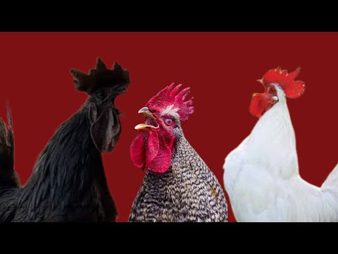 🐓 Suara Ayam Berkokok Panjang many Chicken Crowing like Hen and Rooster Crowing Gà Trống Gáy Hane