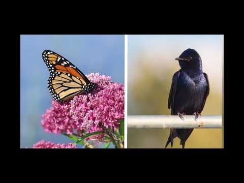 Why do animals come back after going to warm places in winter? - Mystery Science