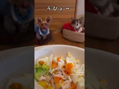 【犬のごはん 無添加 手づくり】ごはんごはん🐶🍚🐶❤️ #可愛いわんこ #dog #ワンコのいる生活 #犬のいる暮らし #わんちゃんのいる生活 #ヨーキー #チワワ