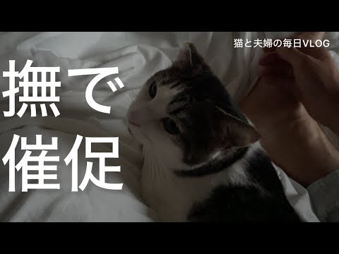 猫と夫婦の毎日VLOG#475 早朝なでなでタイム　止めると催促される