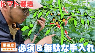 【トマト栽培解説】誰でもできる！重要な手入れ作業＆不要な作業