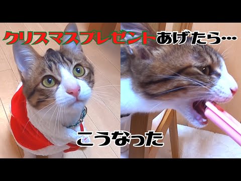 クリスマスプレゼントのちゃおチュールで豹変する保護猫