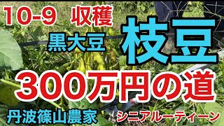 黒大豆枝豆『300万円への道』10-9収穫、丹波篠山農家、シニアルーティーン