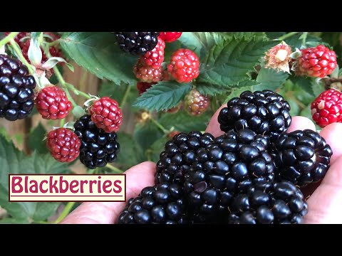 Benefits of blackberries... antioxidants