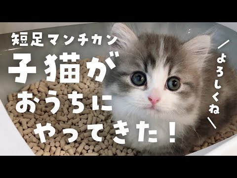 【子猫】生後2ヶ月の短足マンチカンをお迎えした初日のこと。