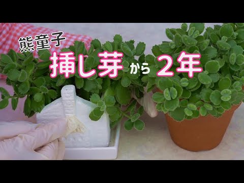 挿し芽で育てたコチレドン 熊童子 鉢上げから２年経って植え替えです