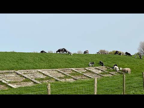 Spring Lambs