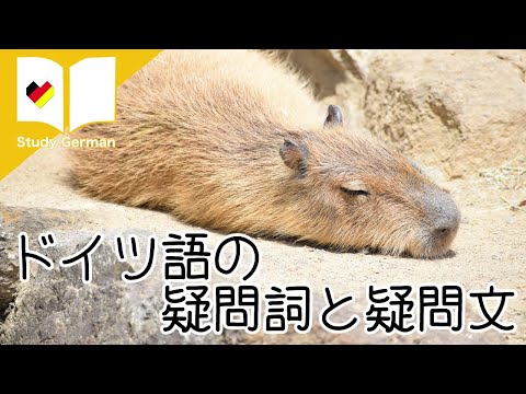 ドイツ語の疑問詞と疑問文