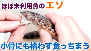 【エソ味噌】ほぼ未利用魚の「エソ」でも構わず食っちまう【テクニック】