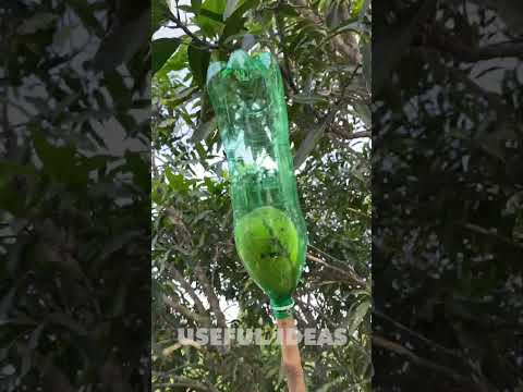 Homemade fruit picker #shorts #fruitpicker #homemade