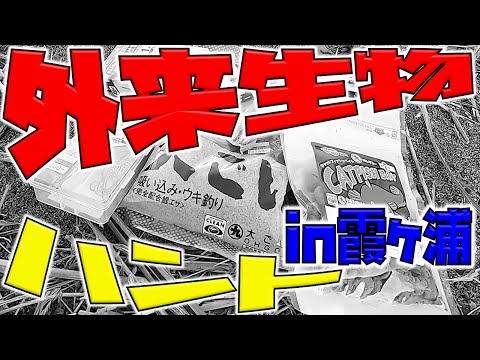 釣れてる噂を聞いたので外来魚ハント！