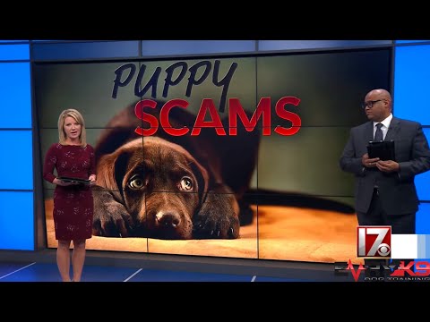 Don’t Get Scammed Trying To Buy A Puppy!