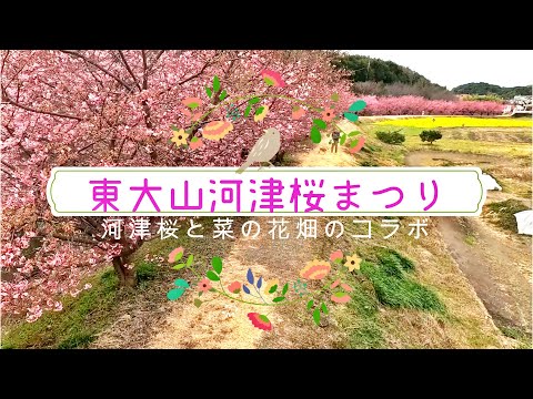 東大山河津桜まつり~菜の花と河津桜のコラボ