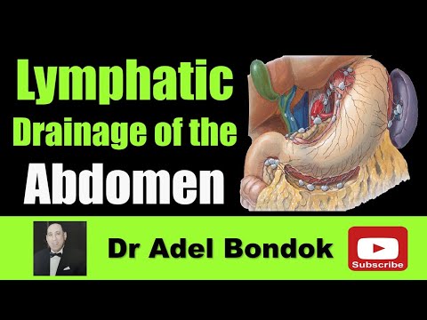 Lymphatic Drainage of the Abdomen, Dr Adel Bondok