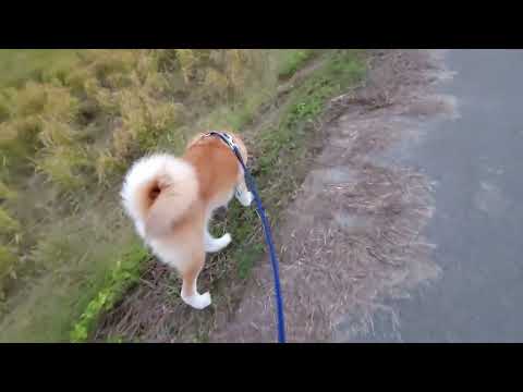 【癒し動画】秋田犬　秋田犬ゴン太お散歩