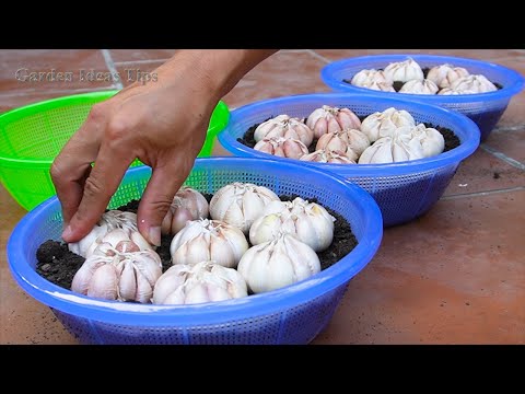 TIMELAPSE Methods of Propagating Garlic & Purple Onions on the Balcony for Beginners