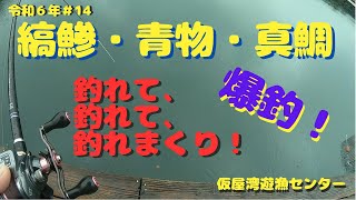 20240427　仮屋湾遊漁センター　第14回釣行　シマアジ・青物・マダイが爆釣しました！