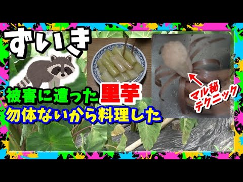 【里芋栽培】芋より芋茎(ズイキ)の方が美味しいかも