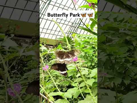 Butterfly 🦋 Park banglore || Bhannarghatta park.  #shorts #travel #trending