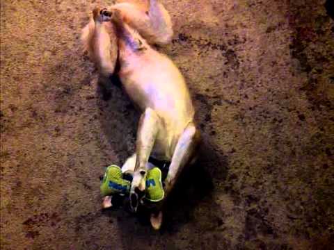 Shiba Inu really loves his squeek toy